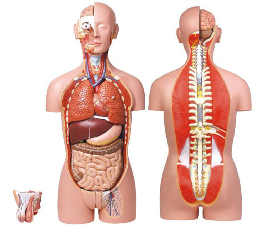 康人男、女兩性人體背部開(kāi)放式半身軀干模型KAR/10003