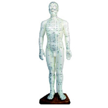  人體針灸模型48cm 女性