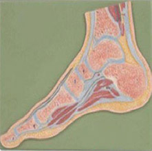  足關(guān)節(jié)剖面模型KAR/11207  