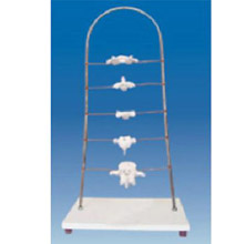  寰、樞、頸、胸、腰椎模型KAR/11136  