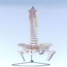  XC-126自然大脊椎附骨盆、半腿骨模型XC-126  