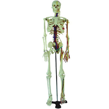 人體骨骼附血管神經(jīng)模型KAR/11101-4