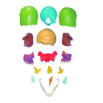 分離頭顱骨散骨著色模型KAR/11117-1