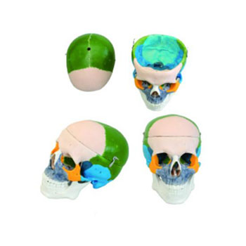 成人頭顱骨骨性著色模型KAR/11111-1