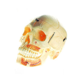 成人頭顱骨附血管神經(jīng)模型KAR/11113