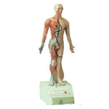 電動(dòng)語(yǔ)言十四針灸模型高85cm