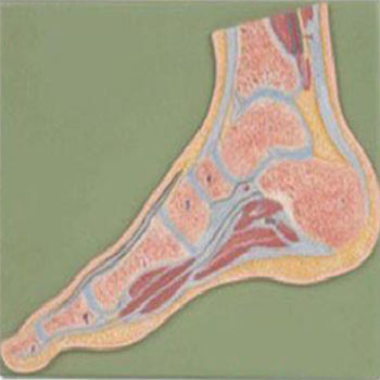 足關(guān)節(jié)剖面模型KAR/11207