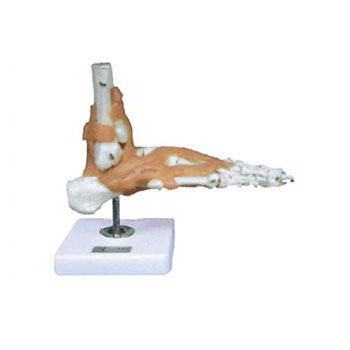 足關(guān)節(jié)功能模型KAR/11209-6