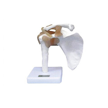 肩關(guān)節(jié)功能模型KAR/11209-1