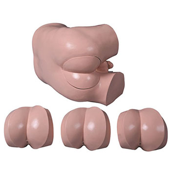  高級(jí)直腸指診檢查模型KAR/LV39  