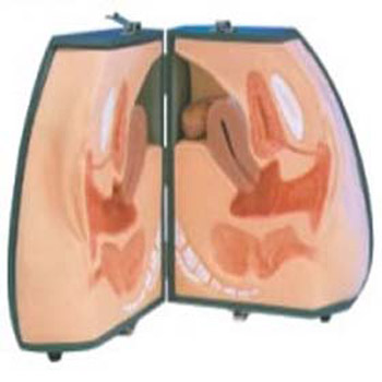 中弘高級(jí)女性避孕器指導(dǎo)模型ZH-N