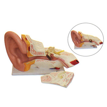 益聯(lián)耳結(jié)構(gòu)放大模型YLM2090