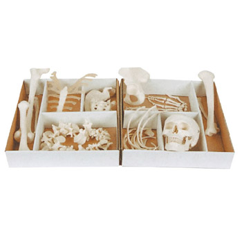 益聯(lián)全身散骨模型YLM/A11103 自然大