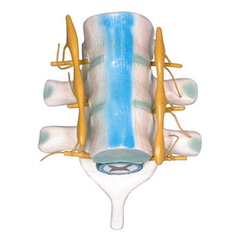 益聯(lián)脊髓和脊神經(jīng)模型YLM2099