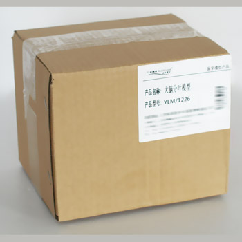  大腦分葉模型YLM-A18204  