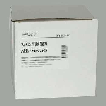  腎臟解剖模型YLM-A14005  