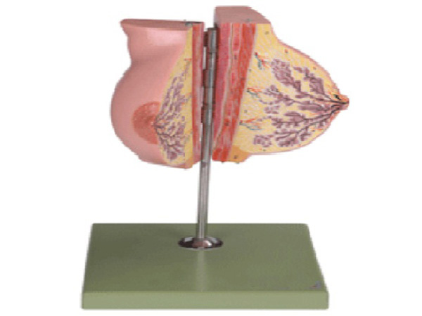 靜止期女性乳房解剖模型KAR/15110