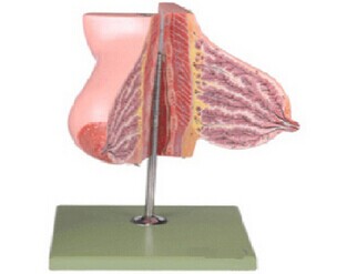 哺乳期女性乳房解剖模型KAR/15111