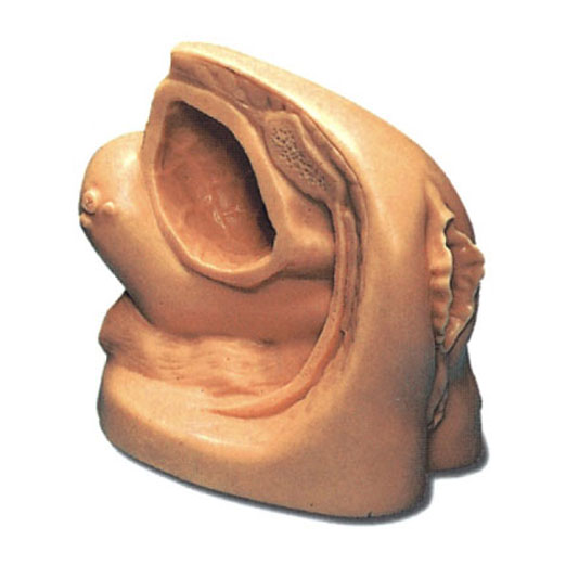  高級女性導(dǎo)尿外生殖器模型KAS-A2  