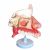 益聯(lián)鼻腔解剖模型M2048