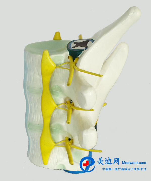 益聯(lián) 脊髓和脊神經(jīng)模型 YLM2099 益聯(lián) 脊髓和脊神經(jīng)模型 YLM2099