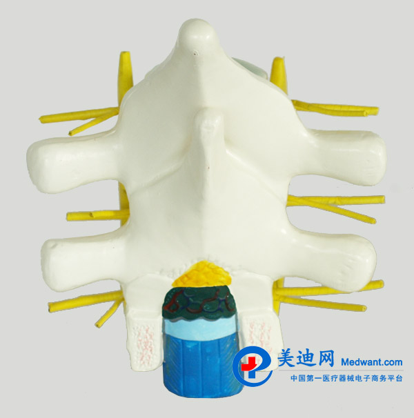 益聯(lián) 脊髓和脊神經(jīng)模型 YLM2099 益聯(lián) 脊髓和脊神經(jīng)模型 YLM2099