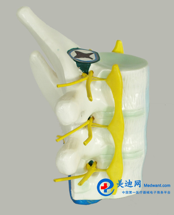 益聯(lián) 脊髓和脊神經(jīng)模型 YLM2099 益聯(lián) 脊髓和脊神經(jīng)模型 YLM2099