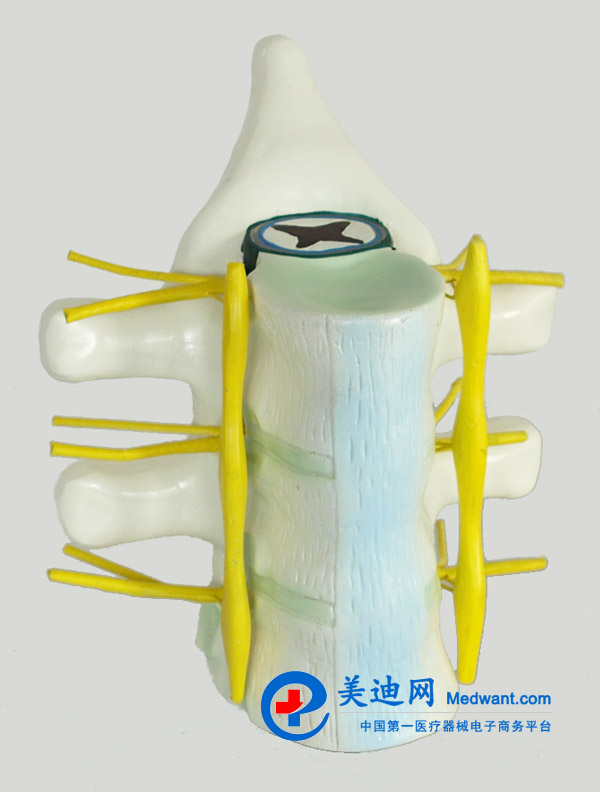 益聯(lián) 脊髓和脊神經(jīng)模型 YLM2099 益聯(lián) 脊髓和脊神經(jīng)模型 YLM2099