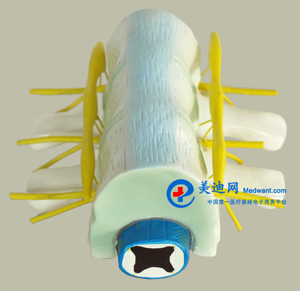 益聯(lián) 脊髓和脊神經(jīng)模型 YLM2099 益聯(lián) 脊髓和脊神經(jīng)模型 YLM2099
