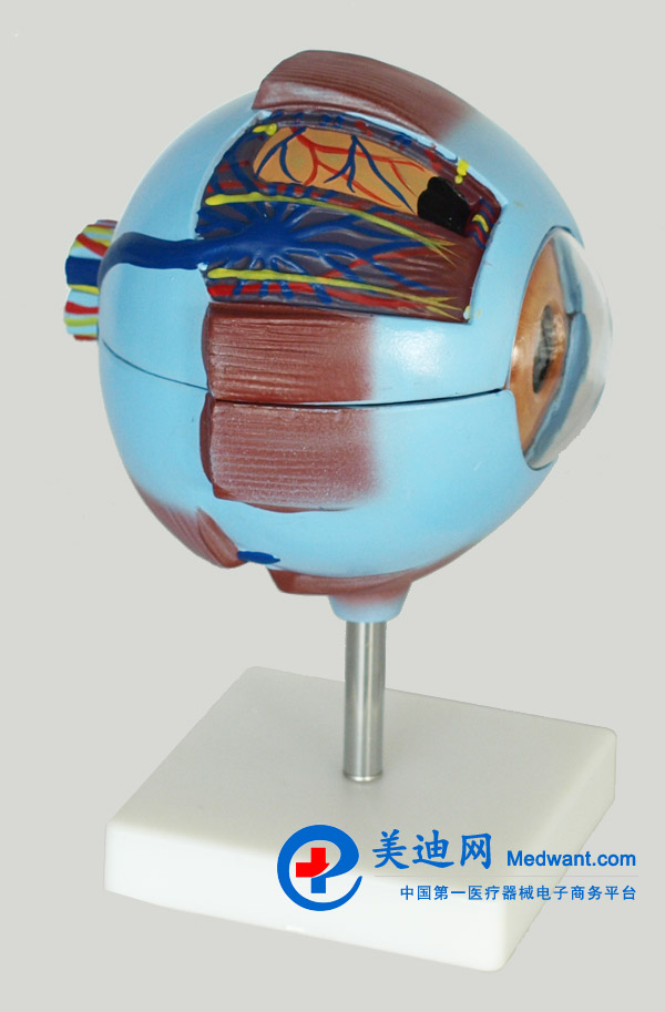 益聯(lián) 眼結構放大模型 YLM2095 益聯(lián) 眼結構放大模型 YLM2095