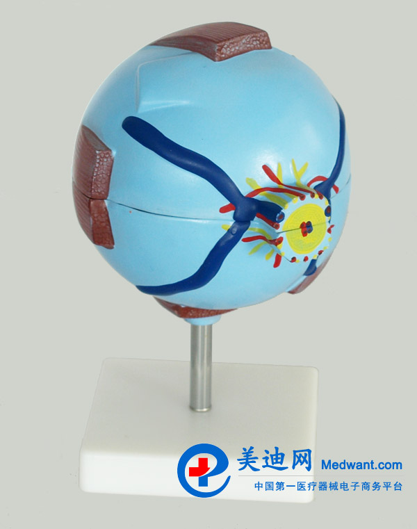 益聯(lián) 眼結構放大模型 YLM2095 益聯(lián) 眼結構放大模型 YLM2095