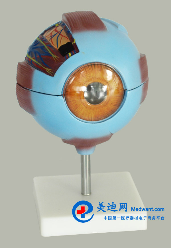 益聯(lián) 眼結構放大模型 YLM2095 益聯(lián) 眼結構放大模型 YLM2095