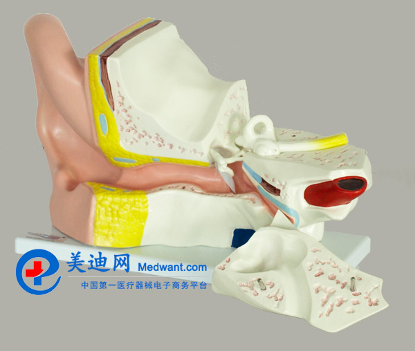 益聯(lián) 耳結(jié)構(gòu)放大模型 YLM2090 益聯(lián) 耳結(jié)構(gòu)放大模型 YLM2090